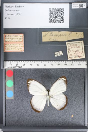 Media type: image;   Entomology 130429